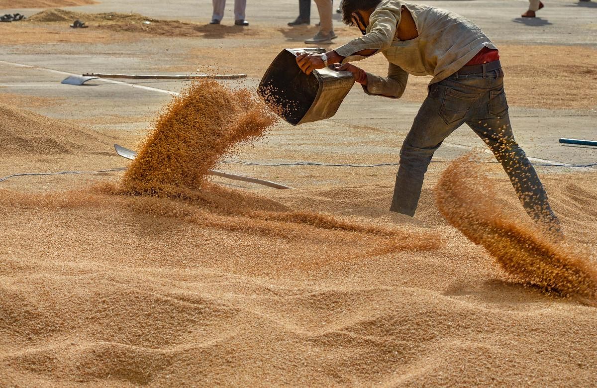 Govt's wheat procurement touches record high of 38.98 mn tonnes so far in 2020-21
