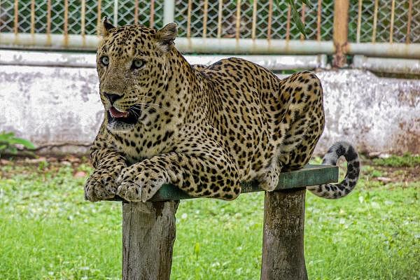 Leopard claws, skin and bones recovered in Madhya Pradesh, four held