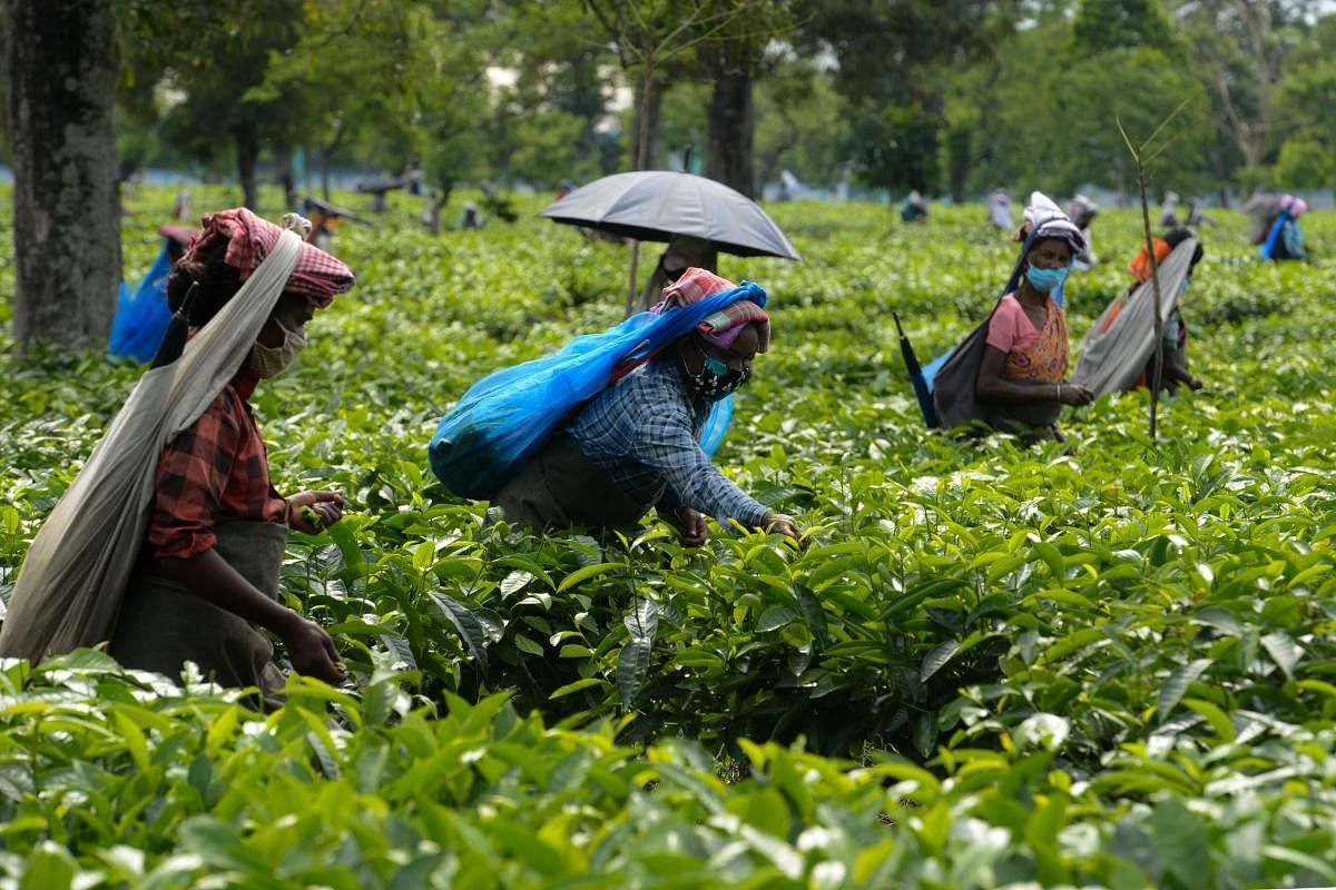 Crop shortfall leads to higher tea prices at auctions