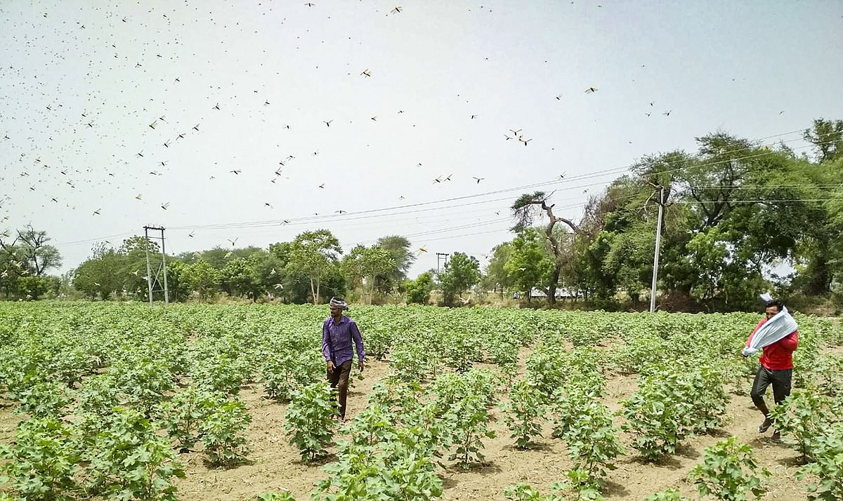 Locust control steps taken in nearly 3 lakh hectare across 9 states so far: Centre