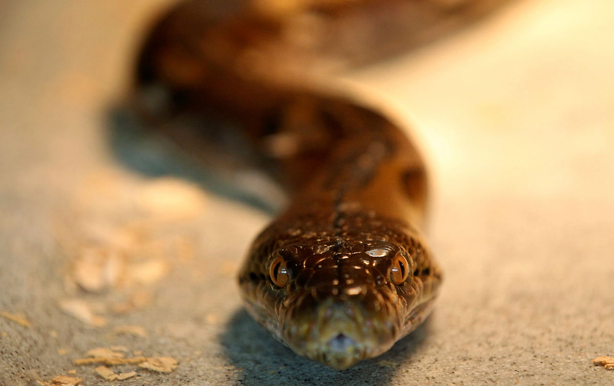 Twitter cringes at rescuers who fed cake to snakes on World Snake Day