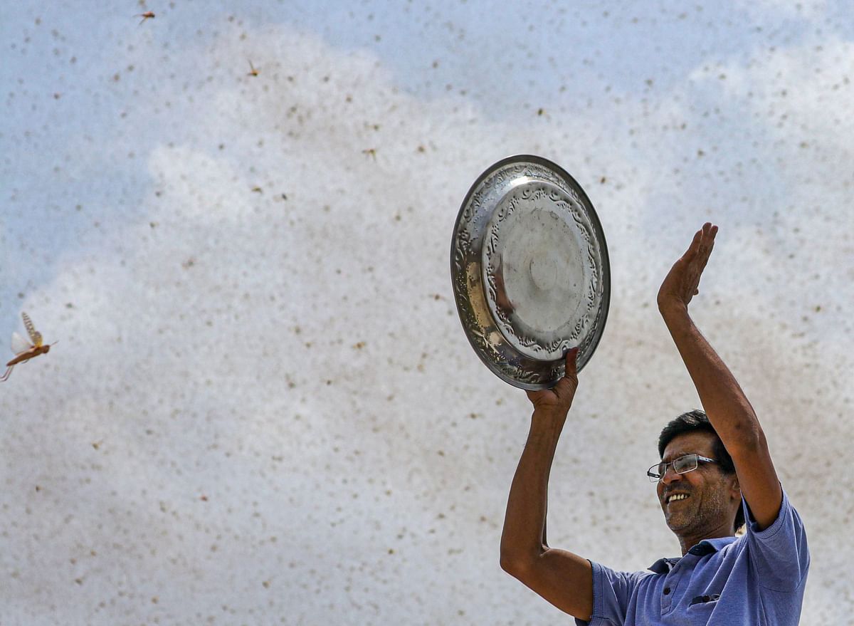 Locust control operations carried out in over 3.5 lakh hectares area in 9 states so far: Agri Min