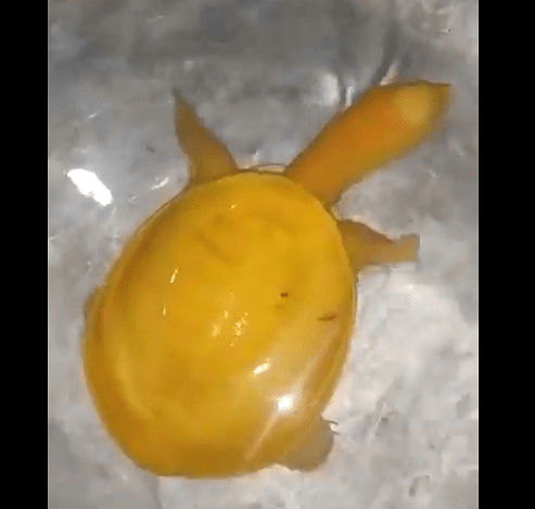 Rare yellow turtle spotted in Odisha, experts say it could be an albino