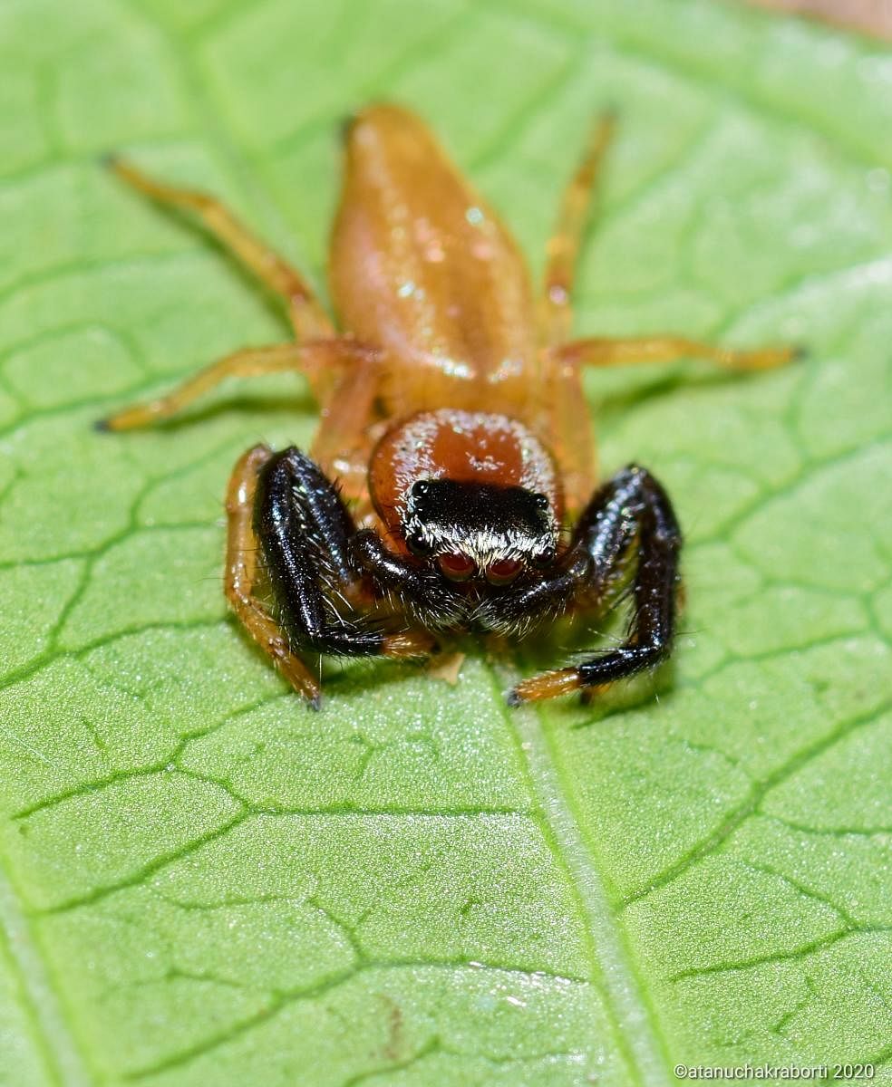 New jumping spider discovered in India during coronavirus pandemic