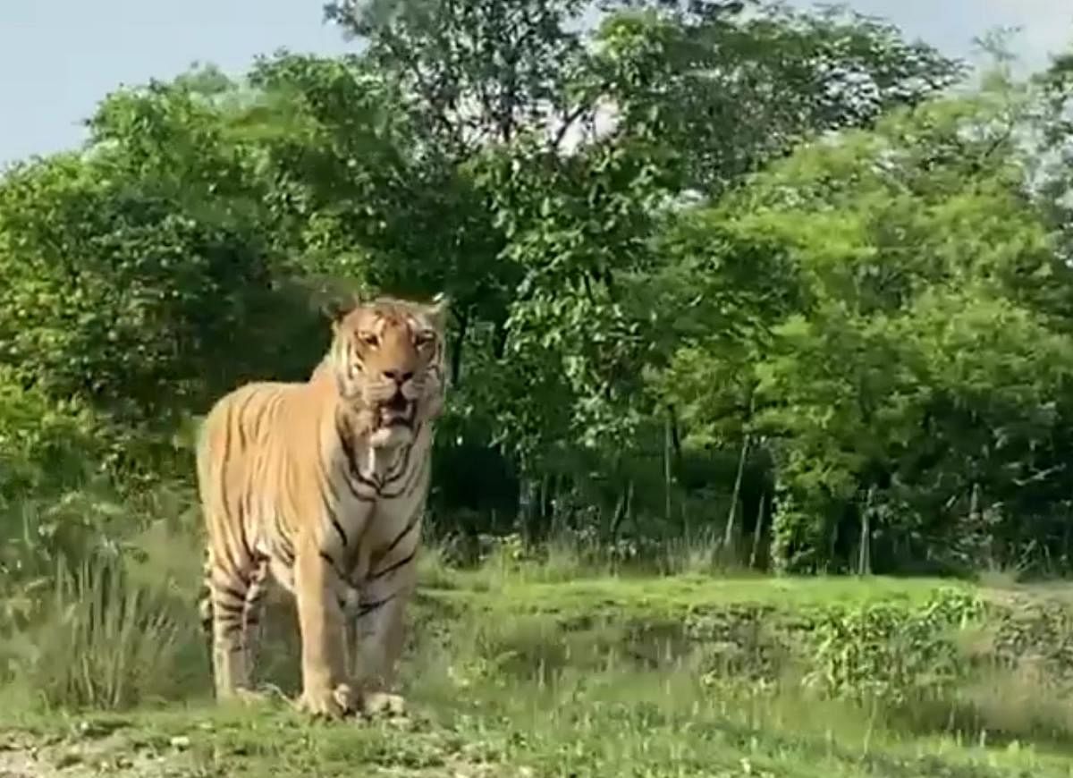 Tiger Mayar King, a new attraction at Bandipur