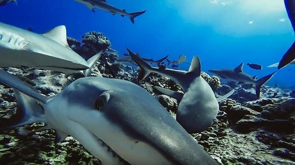 Reef tales: Candid cameras reveal shark population in decline
