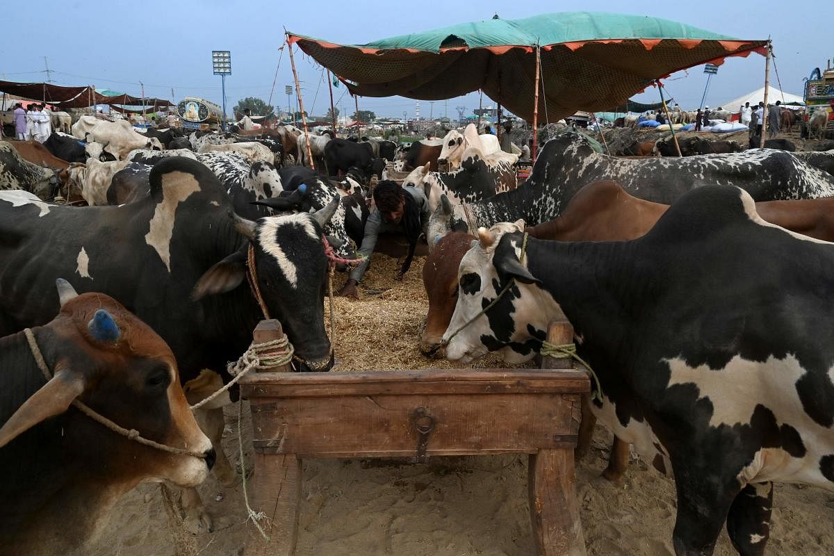 45 cows locked in a room die of suffocation in Chhattisgarh's Bilaspur