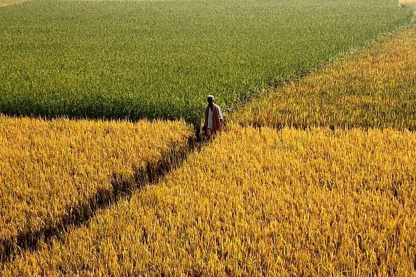 Coverage area increases by 18%, kharif sowing healthy in India