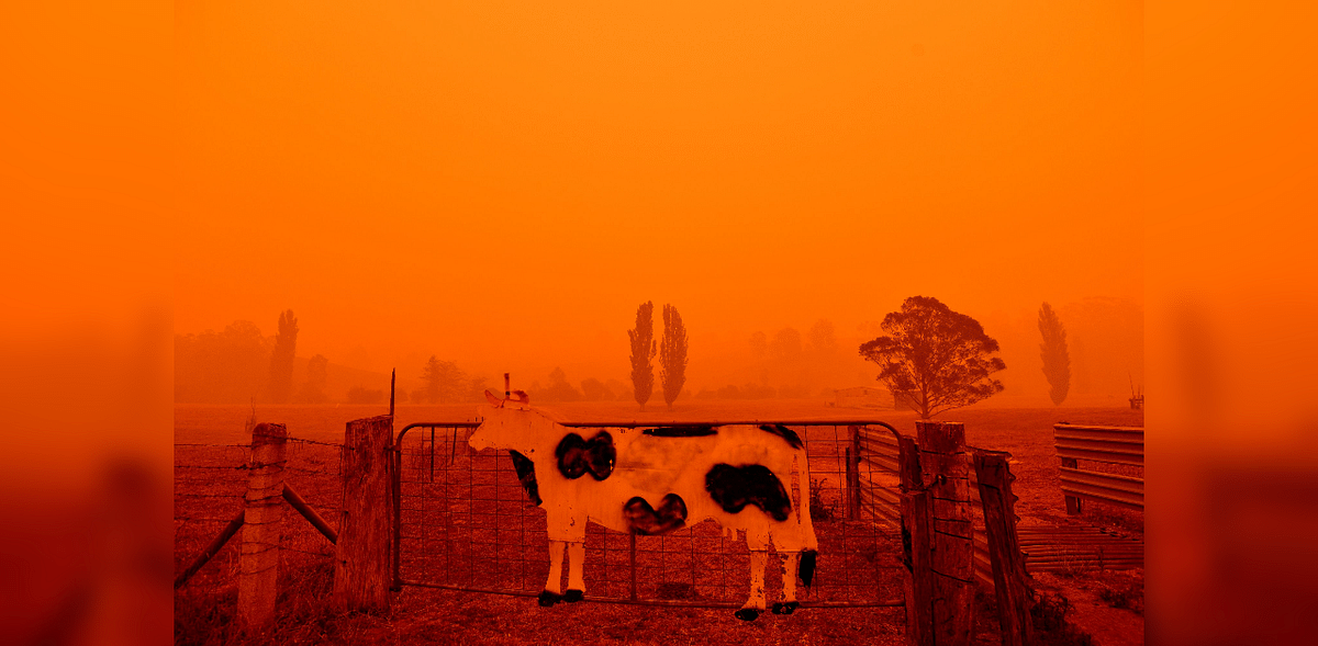 About 3 billion animals harmed by Australian bushfires, says WWF
