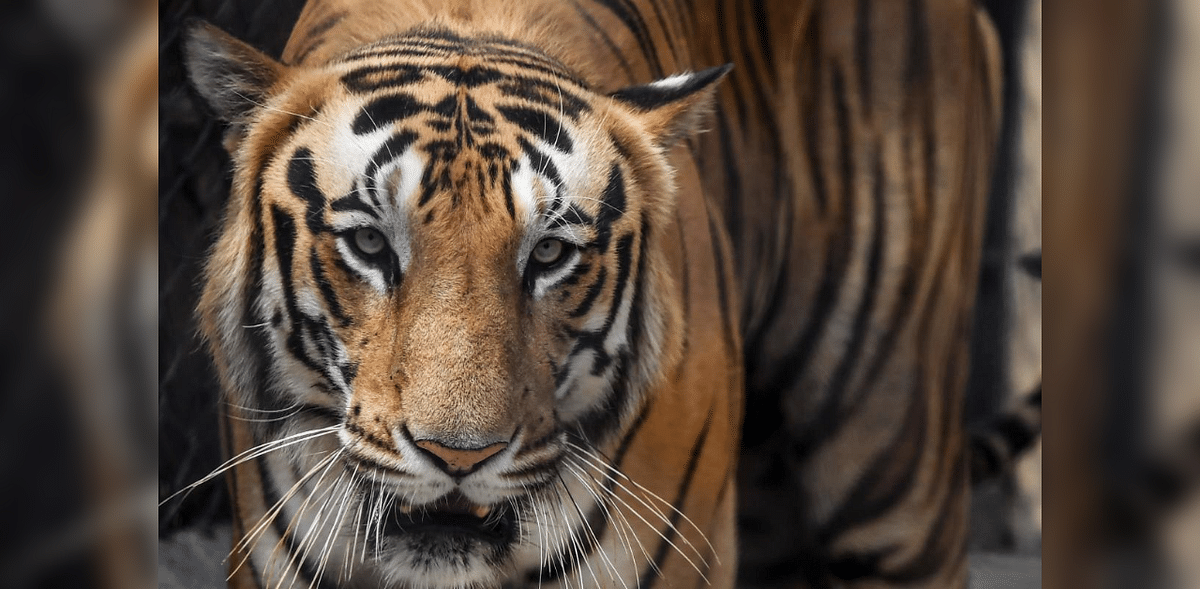 Nagarahole remains Karnataka most densely-populated tiger reserve