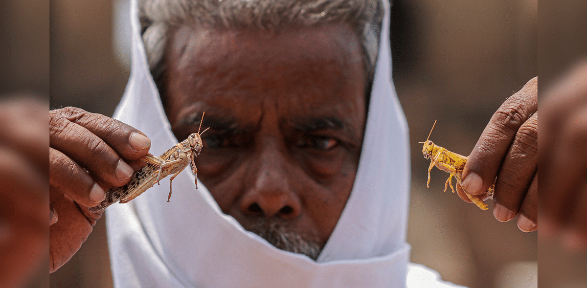 Locust control operations done so far in over 4.56 lakh hectares: Govt