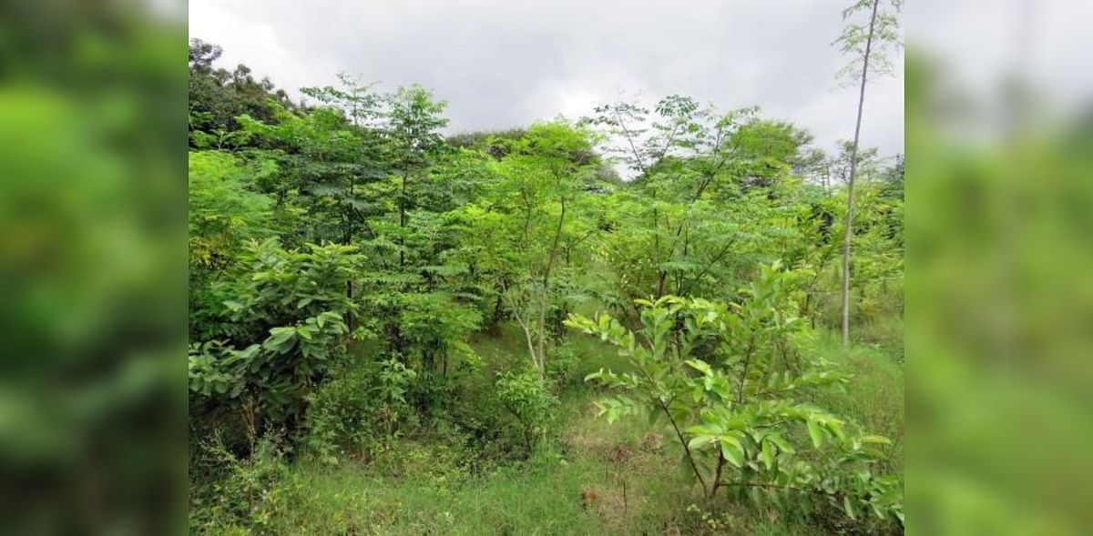 Miyawaki forest in Mumbai giving results: Forest official