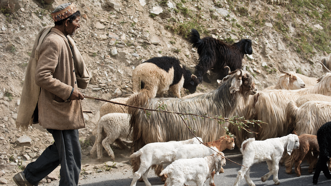 Shepherd rescued, sheep still stranded on island