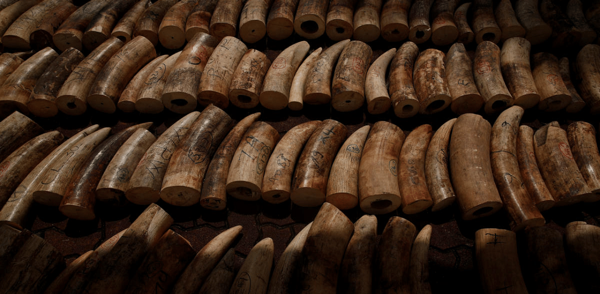 Singapore crushes massive ivory haul on eve of World Elephant Day