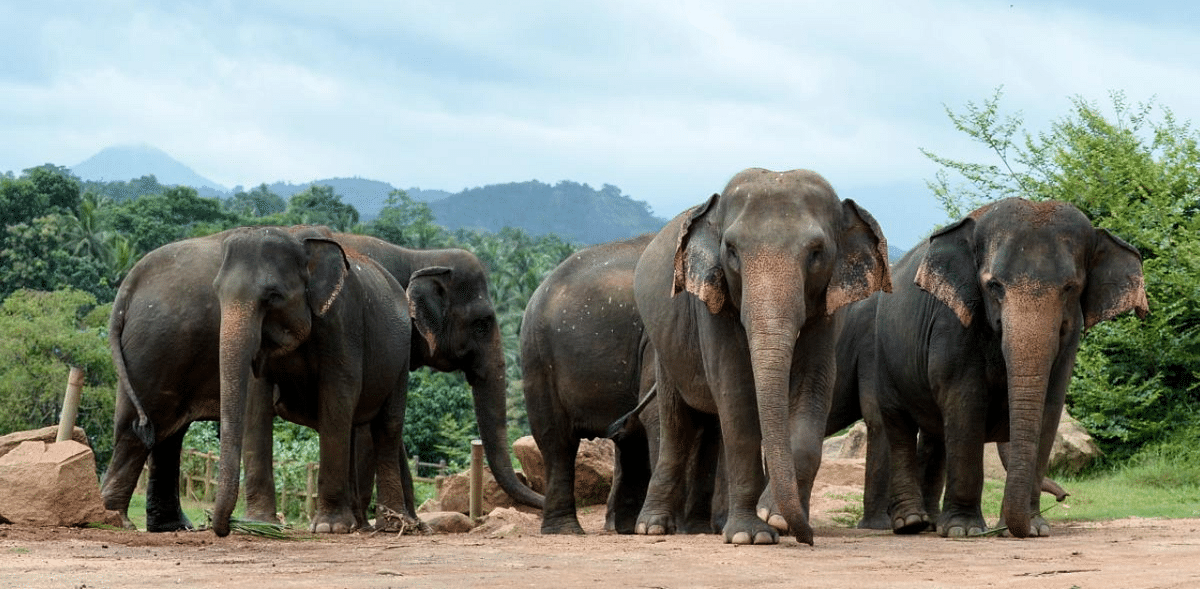 Coronavirus gives Sri Lanka's threatened elephants a reprieve
