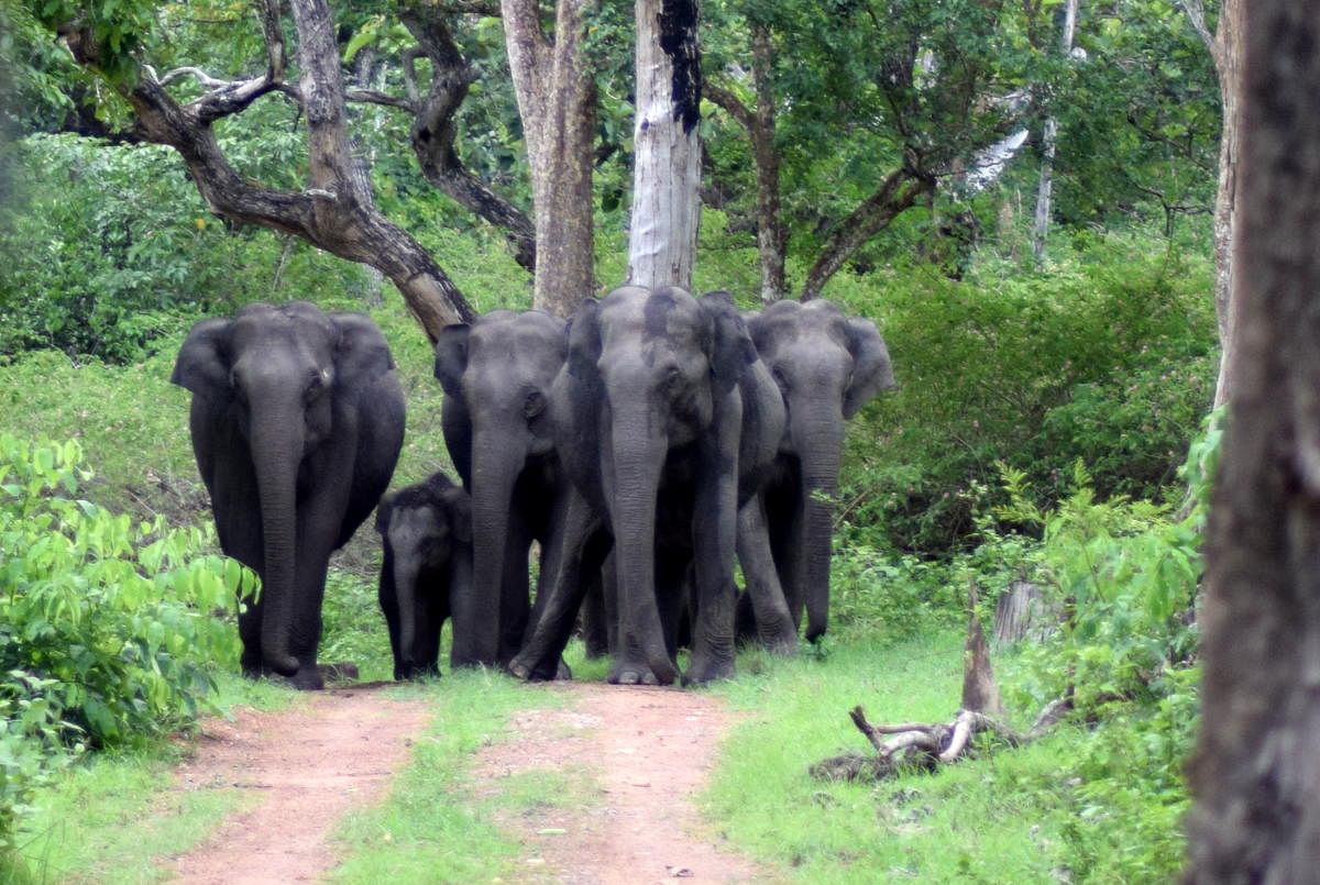 'Bandipur, Nagarahole optimal habitats for Asiatic elephants'