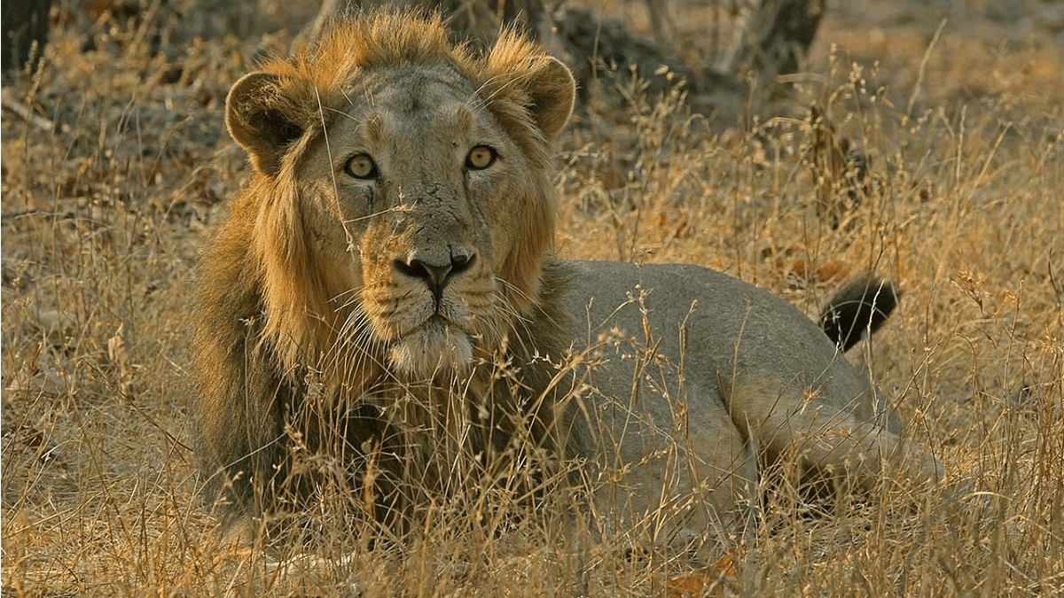 Gujarat's top forest officer issued notice for critical remarks on Asiatic lions' management