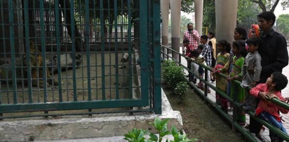 Around 500 animals go ‘missing’ from Pakistan zoo