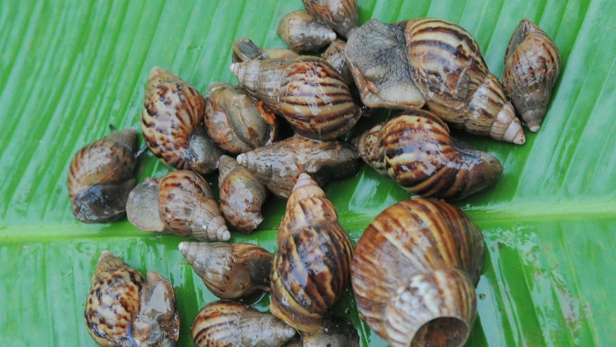Giant African snail menace worries farmers