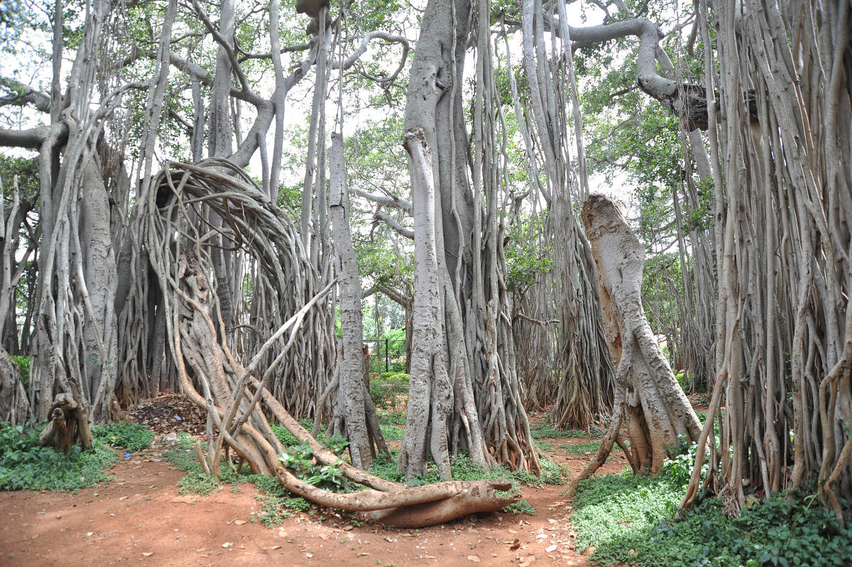 200-year-old banyan tree brought back to life in Goa