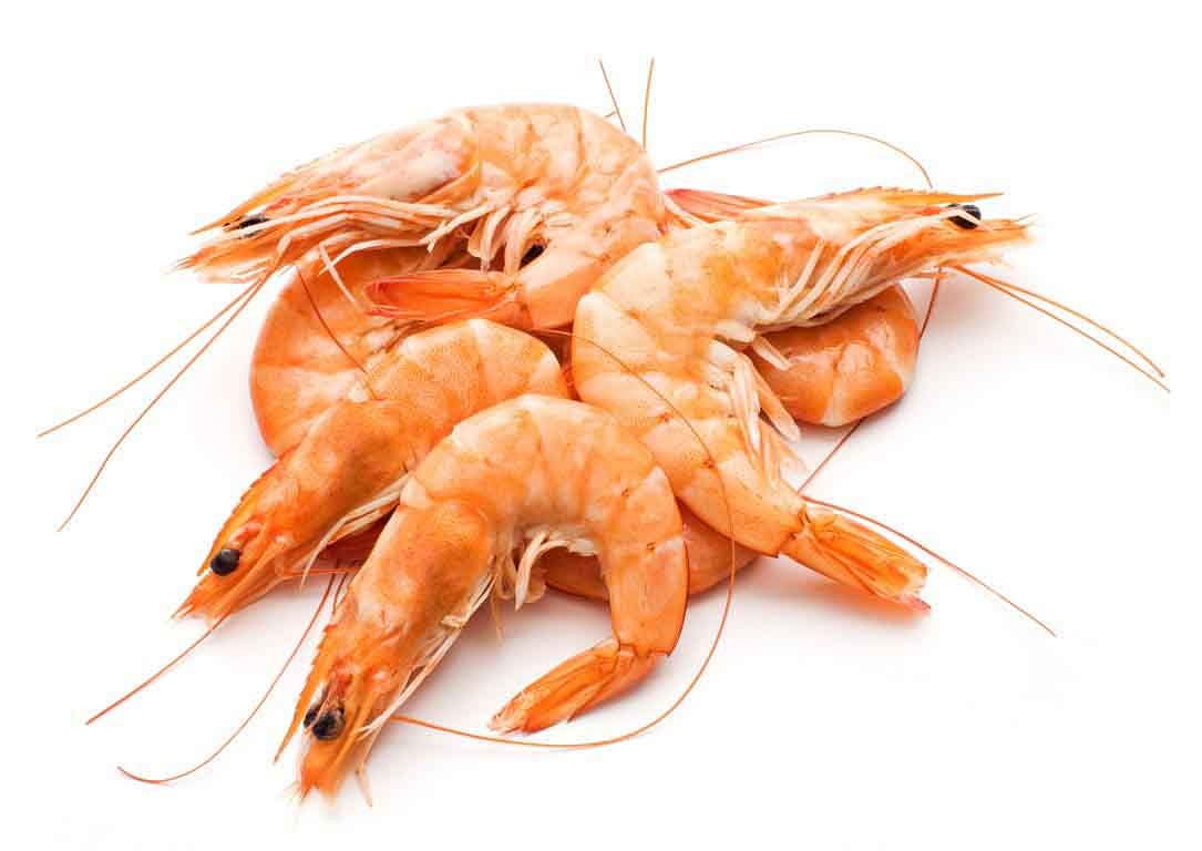 Kerala's shrimp production hit by Covid-19, farmers incur loss of Rs 308 crore: CIBA