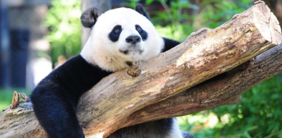 Washington zoo welcomes 'precious' new baby panda