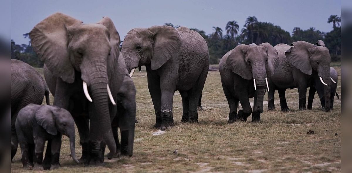 Elephant herd goes on rampage in Bengal's Jhargram