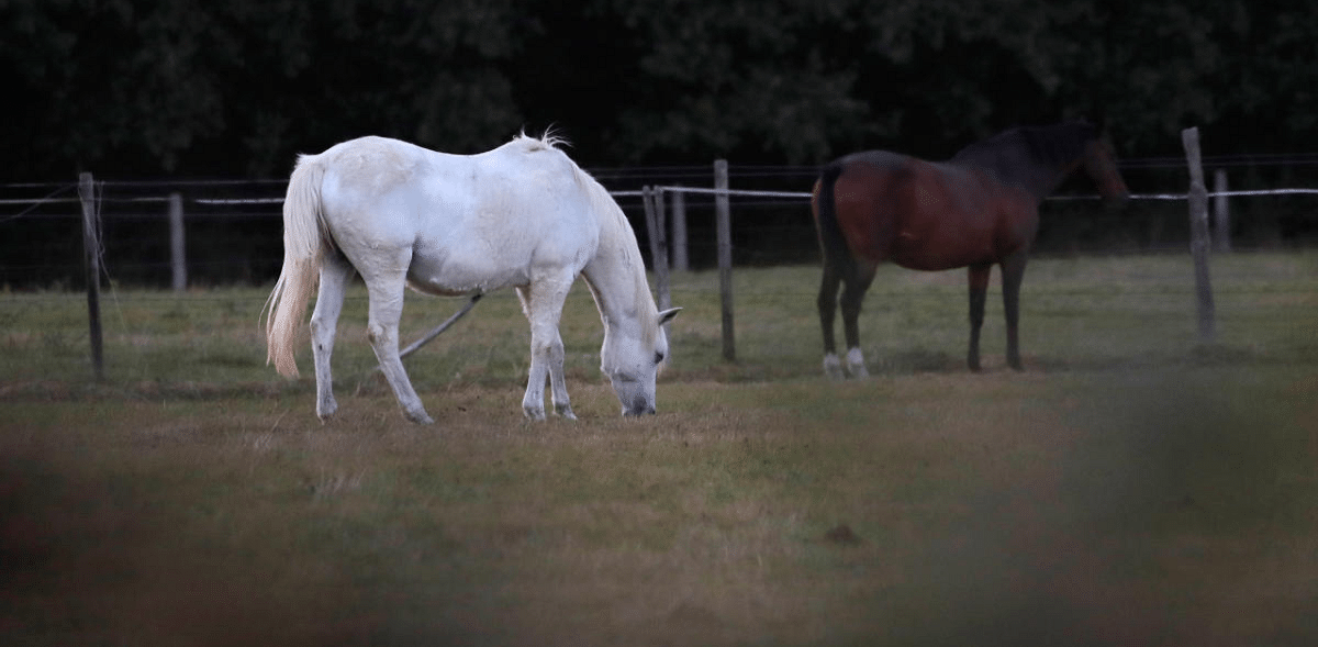France's horses killed in mysterious ritual-like mutilations