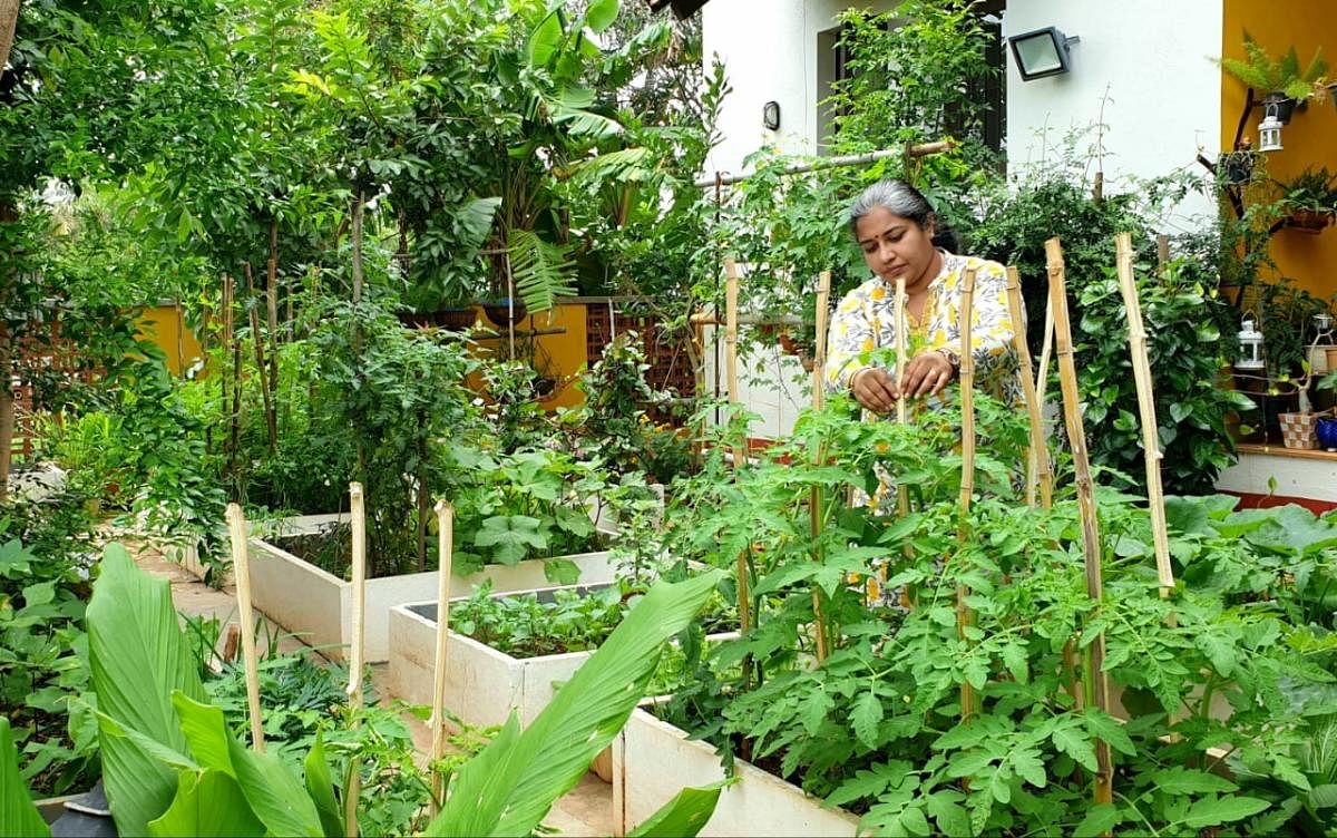 Home gardeners grow own food