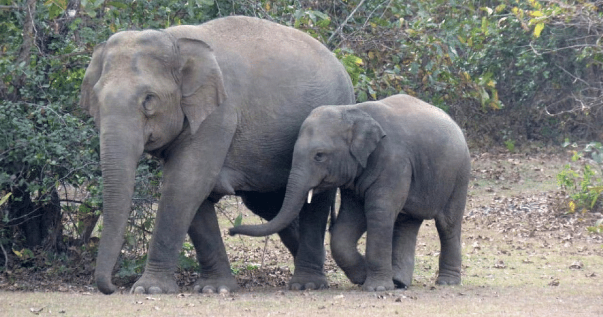 Elephant menace bedevils farmers in Periyashanthi