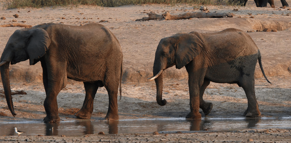 Zimbabwe suspects elephants died from bacterial infection