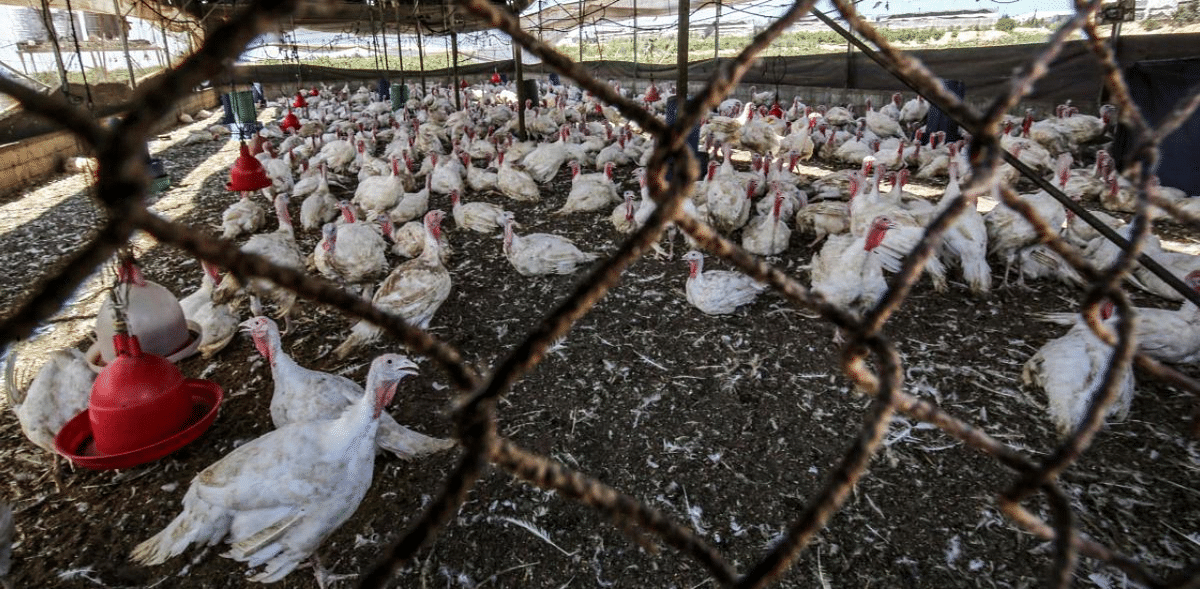 Indonesia to cull millions of chickens, curb egg hatching to support poultry sector