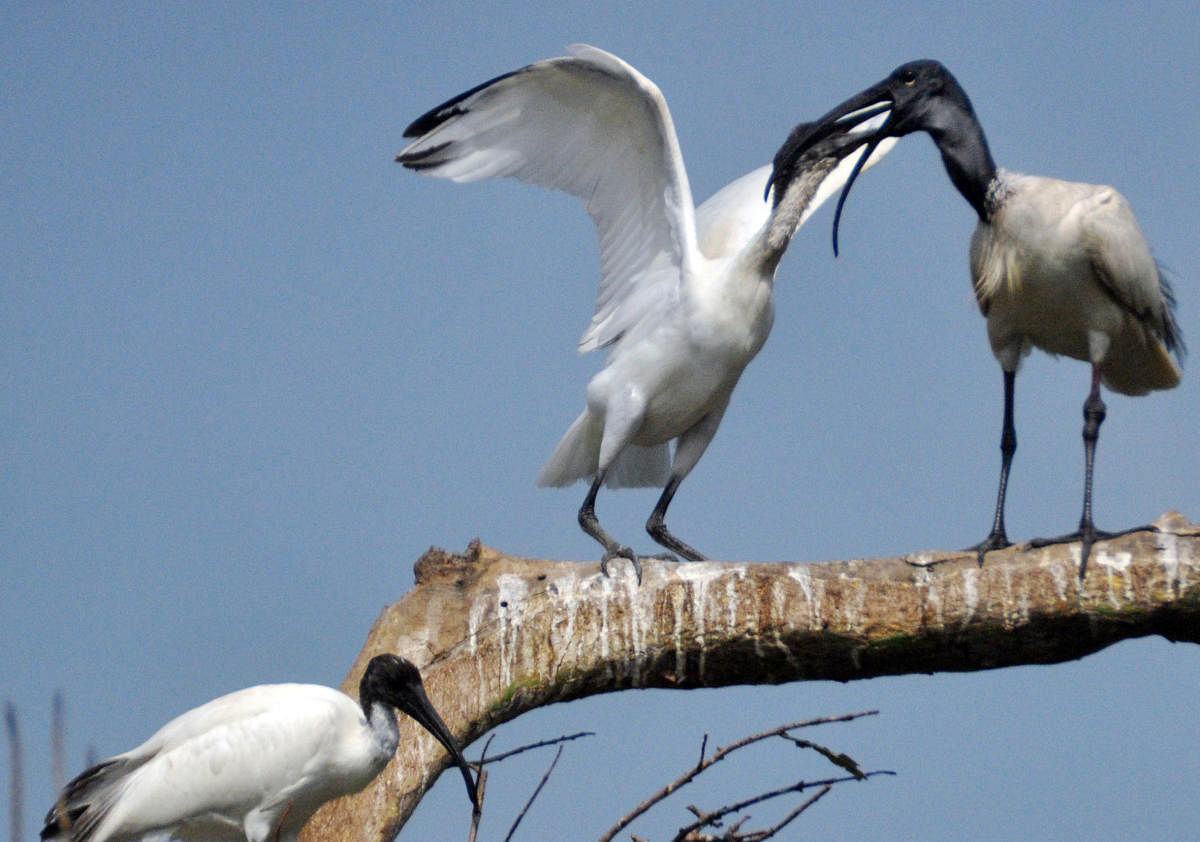 Ranganathittu bird sanctuary opens for visitors