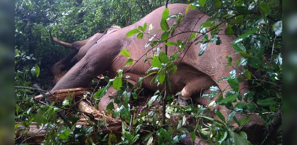 Elephant electrocuted near Subramanya in Dakshina Kannada