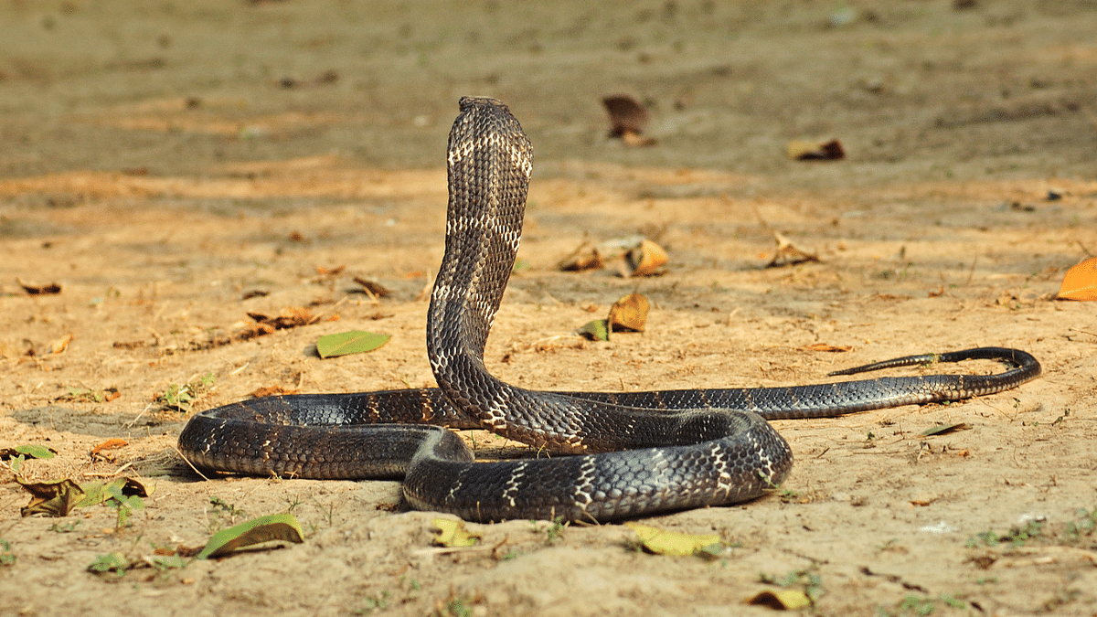 King cobra spotted at 2,400 metres in Uttarakhand's Nainital 