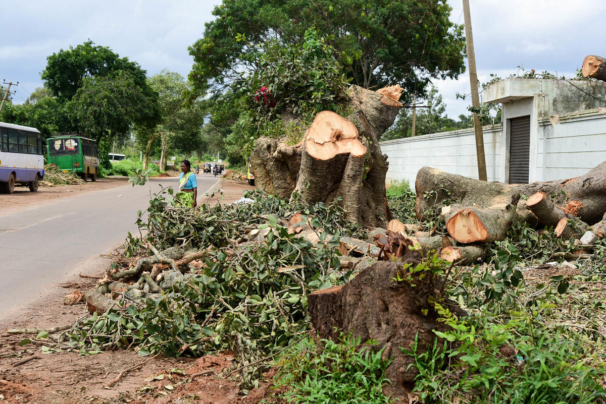 Karnataka HC directs experts to check if trees marked by KRDCL can be saved