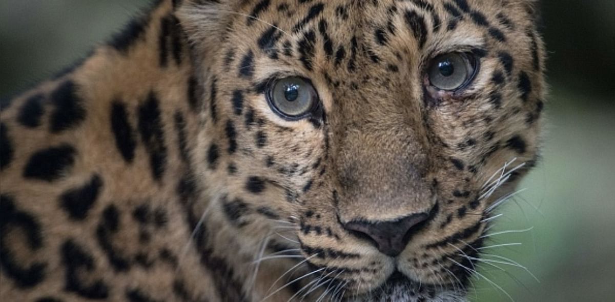 Leopard creating panic in Karnataka trapped