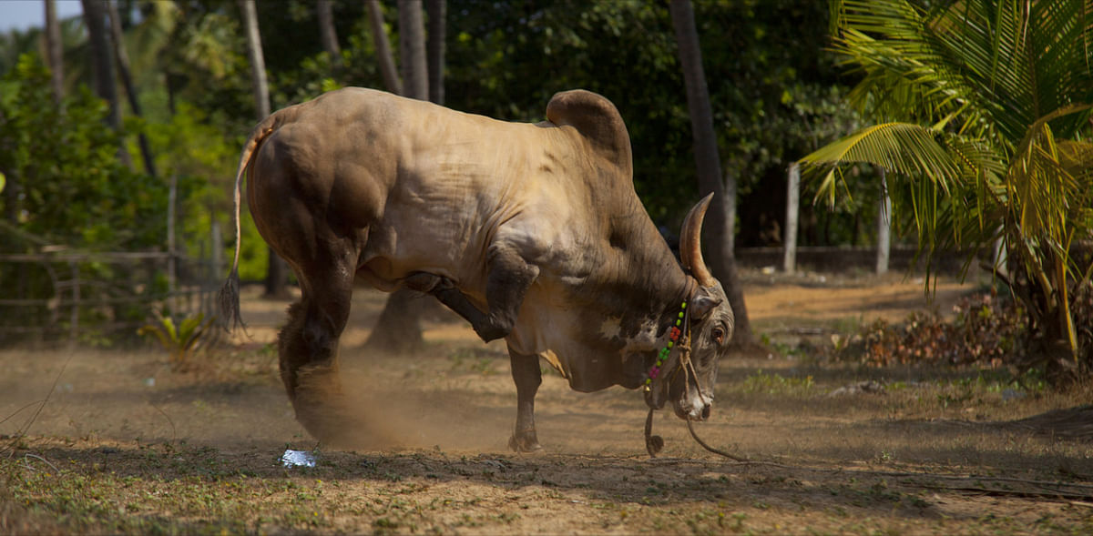 Raging bull leaves many critically hurt near Bengaluru's HAL