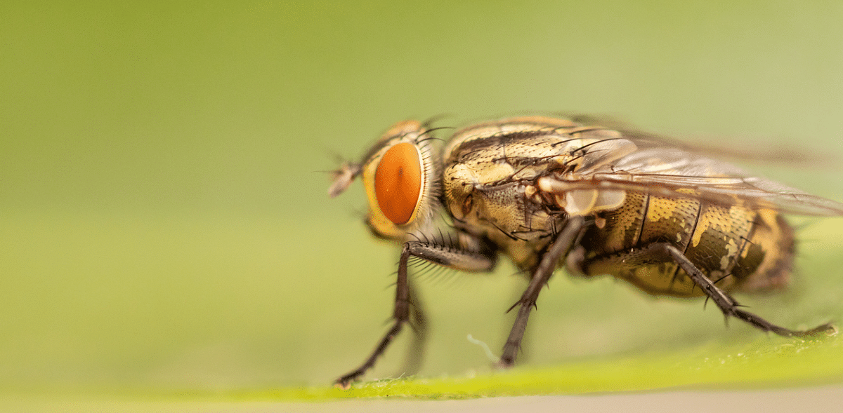 French man partly blows up his house trying to kill a fly