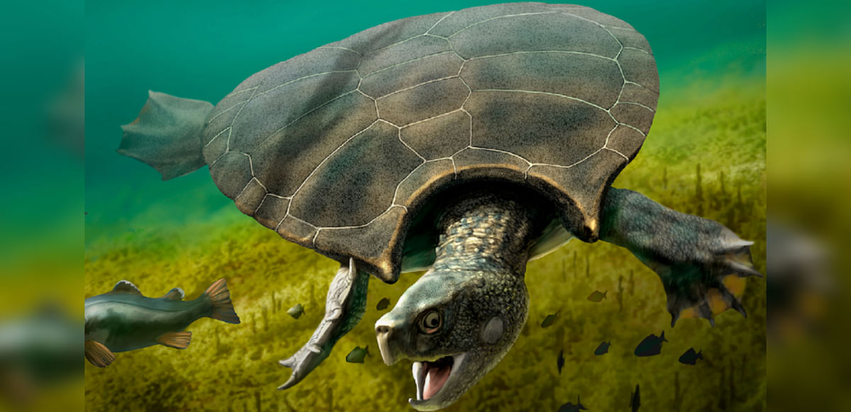 A Turtle with a permanent smile was brought back from extinction
