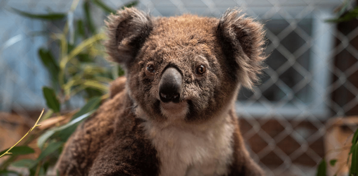 Koalas throw Australia's largest state of New South Wales into political chaos