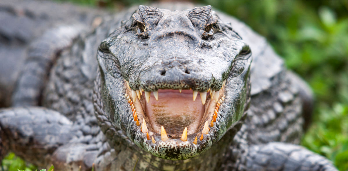 UP: Villagers hold crocodile 'hostage', demand Rs 50 thousand ransom from forest officials