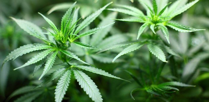 Marijuana seizure in Kalagi: 5 cops suspended