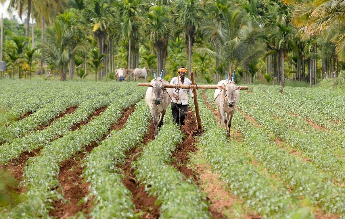 No subsidy or loan waiver for farmers growing wrong crops