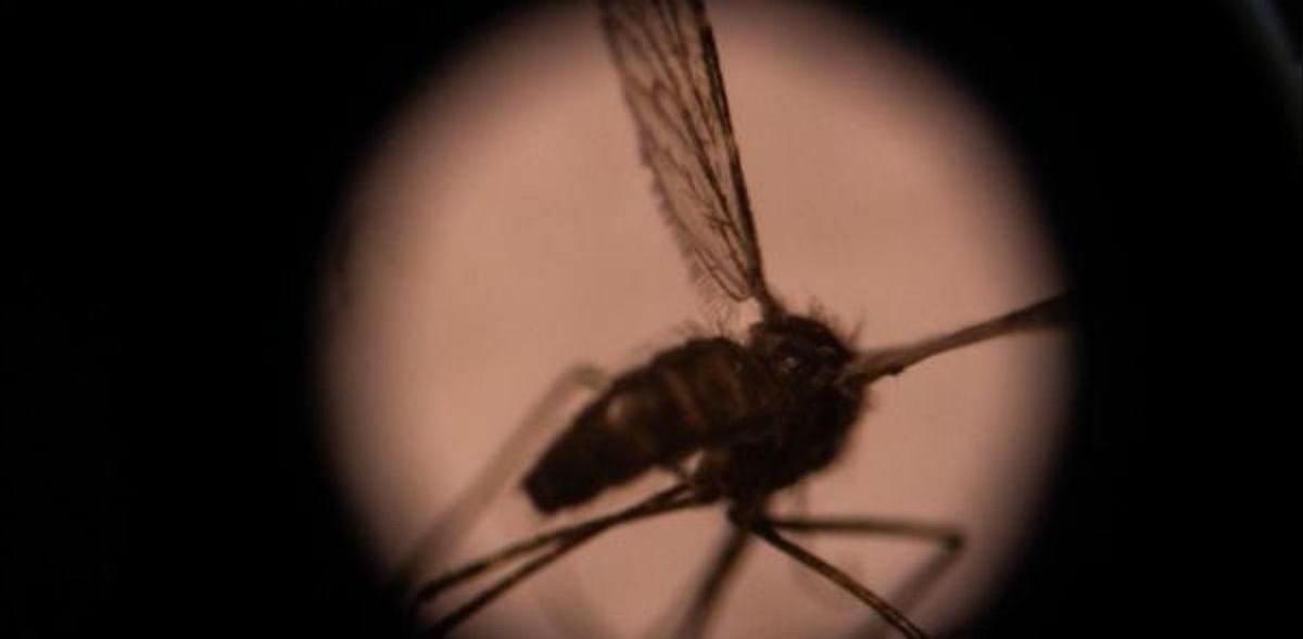 Invasive Asian mosquito species threaten African cities