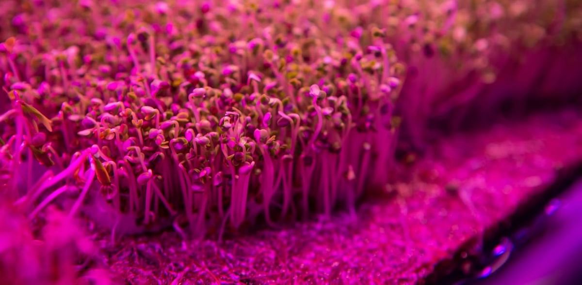 In Brazil, coronavirus pandemic forces 'pink farm' to get creative