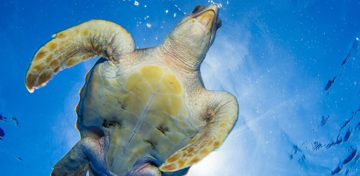 351 sea turtles found dead on Californian coast where 137 sea lions died