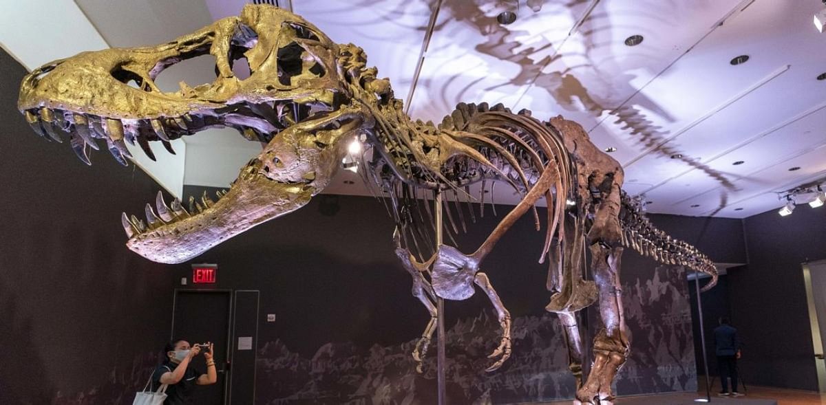 Stan, the T-rex skeleton, could fetch up to $8 million at New York auction