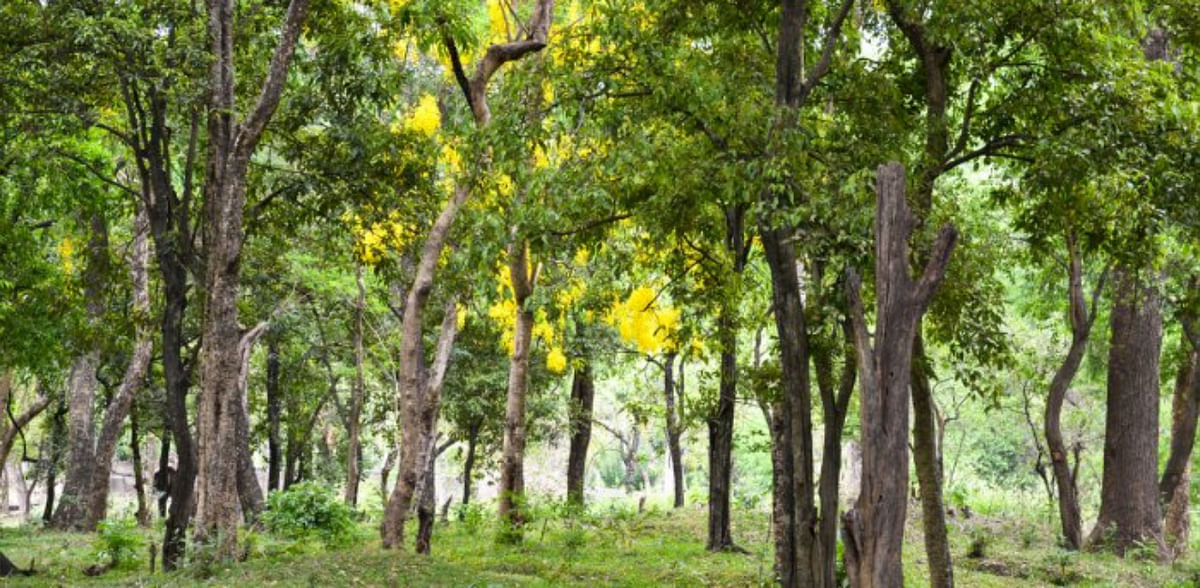 Forest officials bust sandalwood smuggling gang in Karnataka