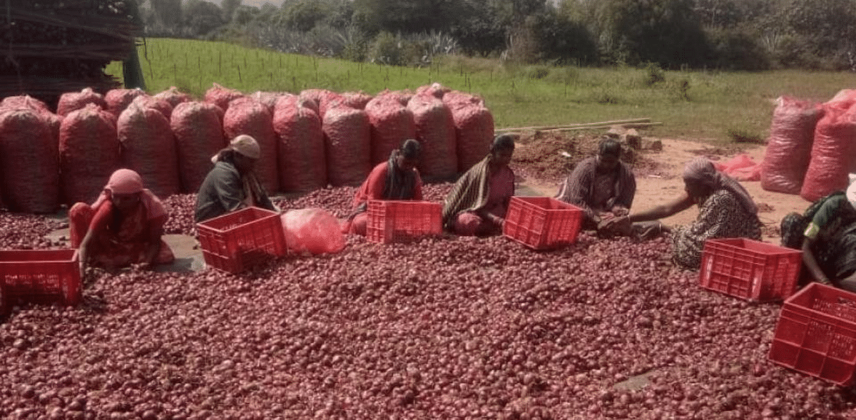 Karnataka requests Centre to lift export ban on 'Bangalore Rose' onion
